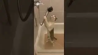 😹 This Cat Is a Future Superstar 😼🎶