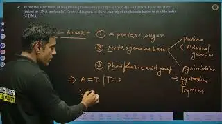 71. Write the structures of fragments produced on complete hydrolysis of DNA. How are they linked in