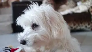 The Doggie Nanny- Long Island Small Dog Boarding