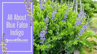All About Blue False Indigo | NatureHills.com