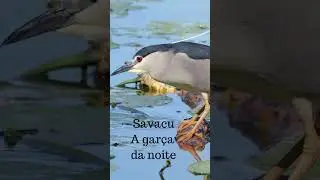 Savacu - A gar&ccedil;a da noite #aves #birdwatching #pasaros #naturezaselvagem #avifauna