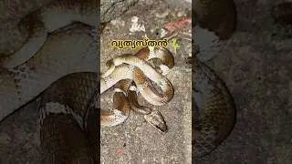 വെള്ളിവരയന്മാരിലെ നിറവ്യത്യാസം🐍| Rare morph of Common Wolf Snake #urbansnakelife #sarpa #snake