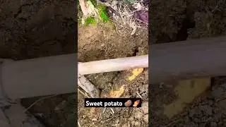 Sweet Potato Harvesting Made Easy 🍠 | Best Tools for the Job!