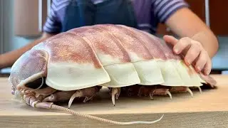 Alien Looking Animals You Will See For The First Time