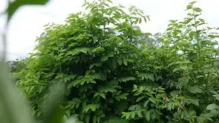 What Is Katuk (Sweet Leaf): The Amazing Health Benefits! / TOP 10 Indian Herbs