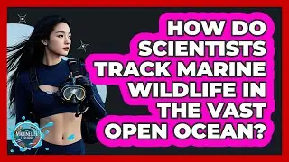 How Do Scientists Track Marine Wildlife In The Vast Open Ocean? - The Marine Life Explorer