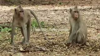 Monkey Bronco  And Spring-Nanda Monkey/Maz..119..Amber Monkey