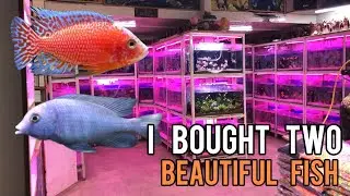 Adding New Cichlids Into My Cichlid Tank | Buying Cichlid From JBEE Aquarium - Imran's World