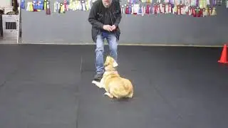 Allan Ross Dog Training