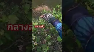แต่มแรกสวยๆ #fishing #ยิงปลา #หาอยู่หากิน