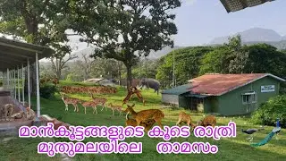 Mudumalai forest Night Stay