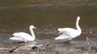 New Bethlehem Swan Release