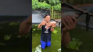 Tips sukses budidaya ikan gurame