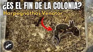 ¿ES EL FIN de mi COLONIA de HARPEGNATHOS VENATOR? | ¿ Las salvaremos?