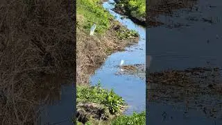egrets #birds #birdwatching #birdlovers #animals #nature #cute #fishing #cool #animal #shorts #fun