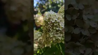 Гортензия 
