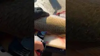 Easiest way to filet #redfish