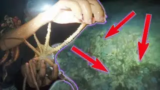 TRIPLE TAKO HOLE! | Torching for Bait and Slipper Lobster! | Catch and Cook
