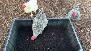 How Chickens Solved a Big Worm Problem I Had
