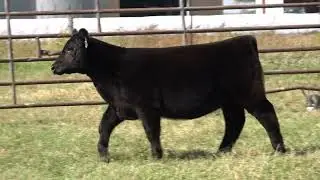 Troy Otto Tag 25