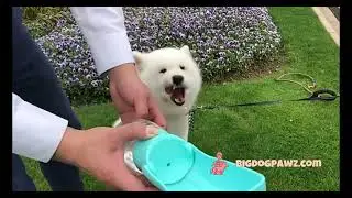 Go To Bigdogpawz.com For Top  Dog Grooming Products.  #dog #pets #petproducts #share 