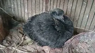 মুন্ডিয়ান এবং সাটিন এর আবার বাচ্ছা উঠসে