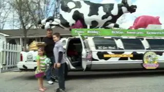 Cow Limo for Easter