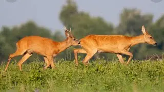 Deer&rsquo;s mating romance start. 