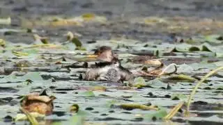 Natural habitat of Little grebe juvenile..