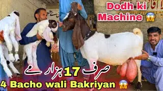 Bhains colony Bakra Mandi Se Sasti Bakra Mandi 😍 | Ghulam Qadir Goat Farm | Goat Farming 