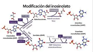 Purinas y pirimidinas 1