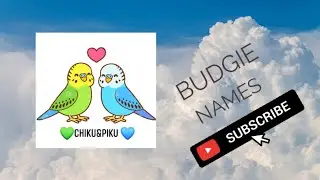 #BUDGIENAMES||Budgie cute names|| Chiku &PIKU in Wonderland