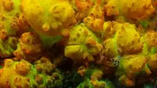 4k Berserker Bounce Mushroom Coral