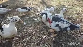 Native American Heritage Day and Ducks