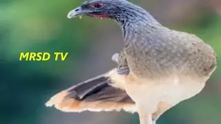 26 Cracidae Birds!Top 26 Curassows Birds! Cracidae Central &  South American Birds# 26