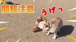 【閲覧注意】ドックランでボコられ心折れた時、現れた救世主はコチラ