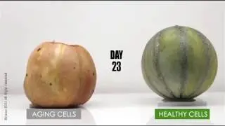 The Power of Special French Melon Breed Test