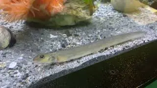 The Pacific Snake Prickleback&rsquo;s Essentials in Life