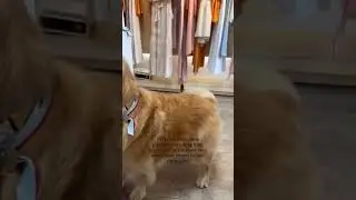 #cutestgoldens #doglovers #goldenlove