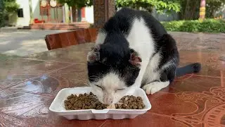 Ear-resistible cat gets BOTH ears REMOVED after tumour but is now happier than ever