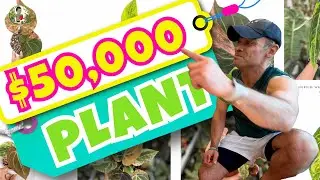 20 Most Expensive Tropical Plants I'll Never Own