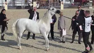 N 217 ZENTERIA   7th Souq Waqif International Arabian Horse Show 2026   Mares 11+ Years Old Class 9