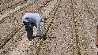 How Scientists Help Farmers Protect Crops and the Environment | Sci NC