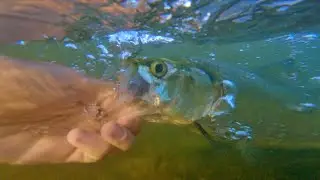 The BEST spot to fish in CHATTANOOGA TN!!!