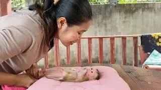 Obedient Newborn Monkey Sleep Stare With Mom Treating Him