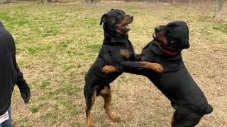 SHOULD YOU PURCHASE A DOG WITHOUT PAPERWORK? 