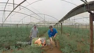Salibro&reg; Recklemel&reg; active demonstration in Penfield, SA.  For the control of root knot nematode.