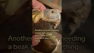 Free tortoise beak trim #naturaltortoisekeepers #greektortoise #tortoisediet #tortoisedaddy #reptile