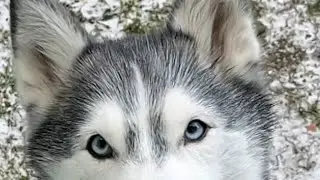 Discover the truth about Siberian Huskies and their natural prey drive