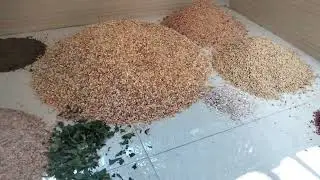 লেয়ার লেয়ার ১ খুবই সহজ পদ্ধতিতে বানিয়ে ফেললাম 🐓🥹/৬০-৭০% ডিম দেশি মুরগিতে 🥚🥚🤍💛